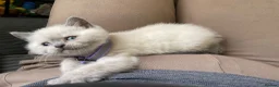 British Shorthair cats for sale: 💙 GCCF Blue Colourpoint BSH Kittens - Advert 20