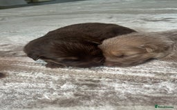 German Shepherd dogs for sale: Working KC GSD German shepherd puppies  - Image 9