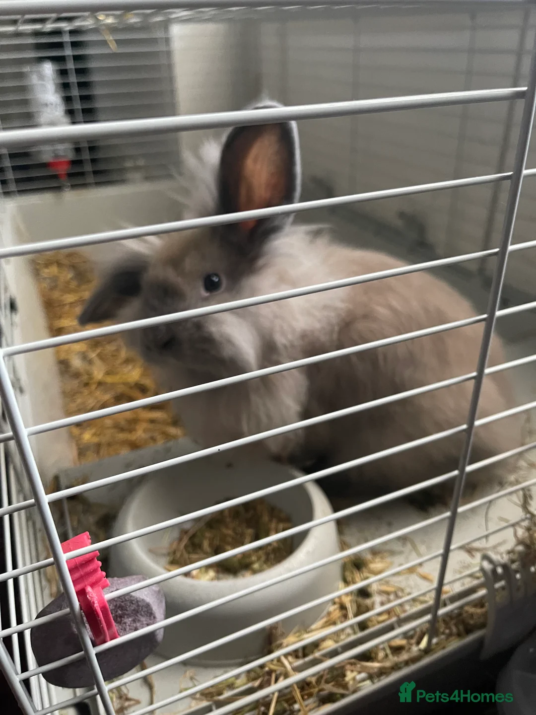 Lionhead rabbits for sale: 2 gorgeous lion heads - 3 months. With cage etc - Advert 5