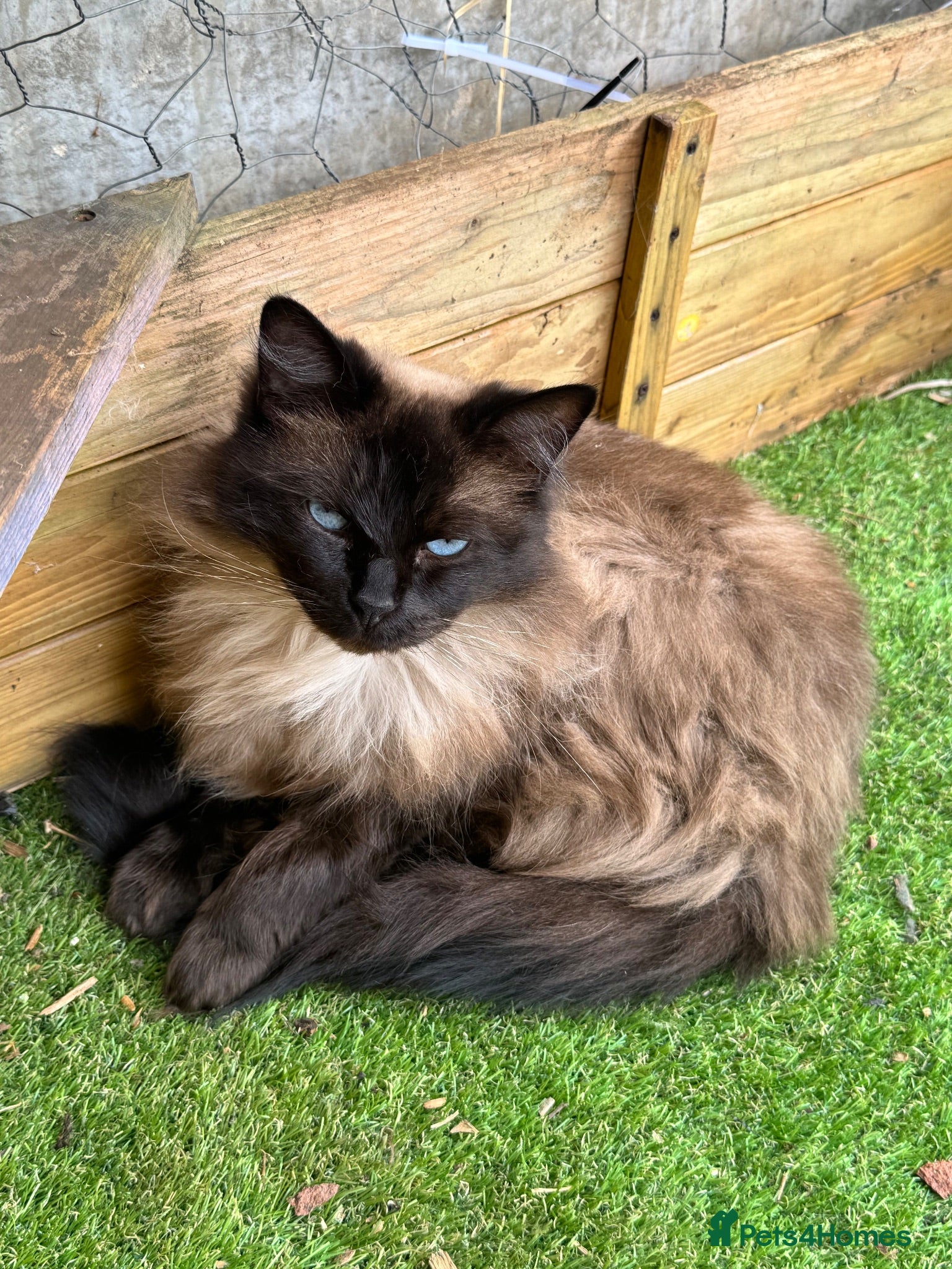 Ragdoll cats Beautiful Female Ragdoll-  Looking for a Home - Advert 3
