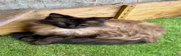 Ragdoll cats for adoption: Beautiful Female Ragdoll-  Looking for a Home - Advert 1