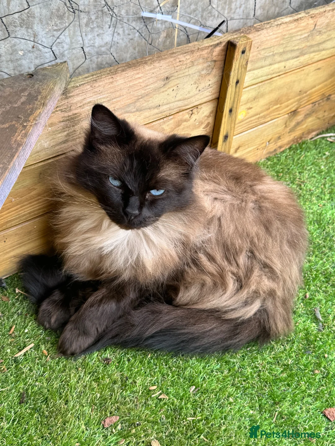 Ragdoll cats for adoption: Beautiful Female Ragdoll-  Looking for a Home - Advert 1
