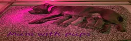Staffordshire Bull Terrier dogs for sale: Stunning Blue Staffordshire Bull terrier puppy's  - Advert 16