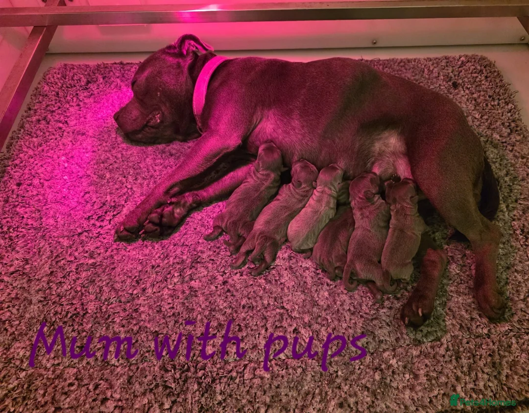 Staffordshire Bull Terrier dogs for sale: Stunning Blue Staffordshire Bull terrier puppy's  - Advert 16