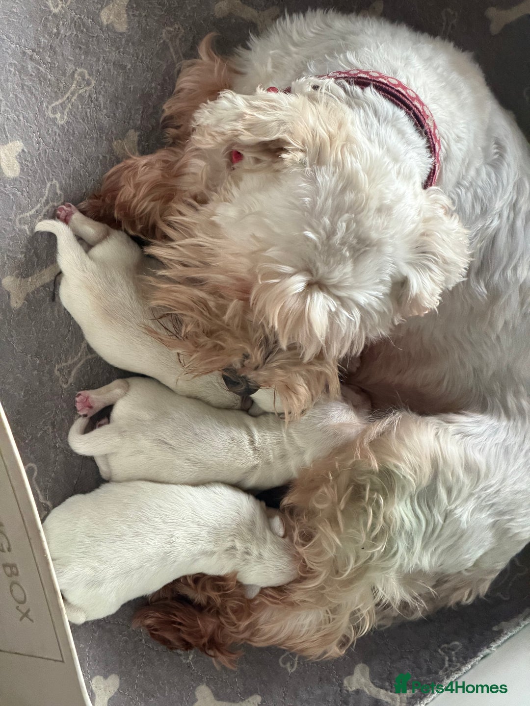 Miniature Schnauzer dogs for sale: Kc reg Miniature schnauzer pups - Advert 6