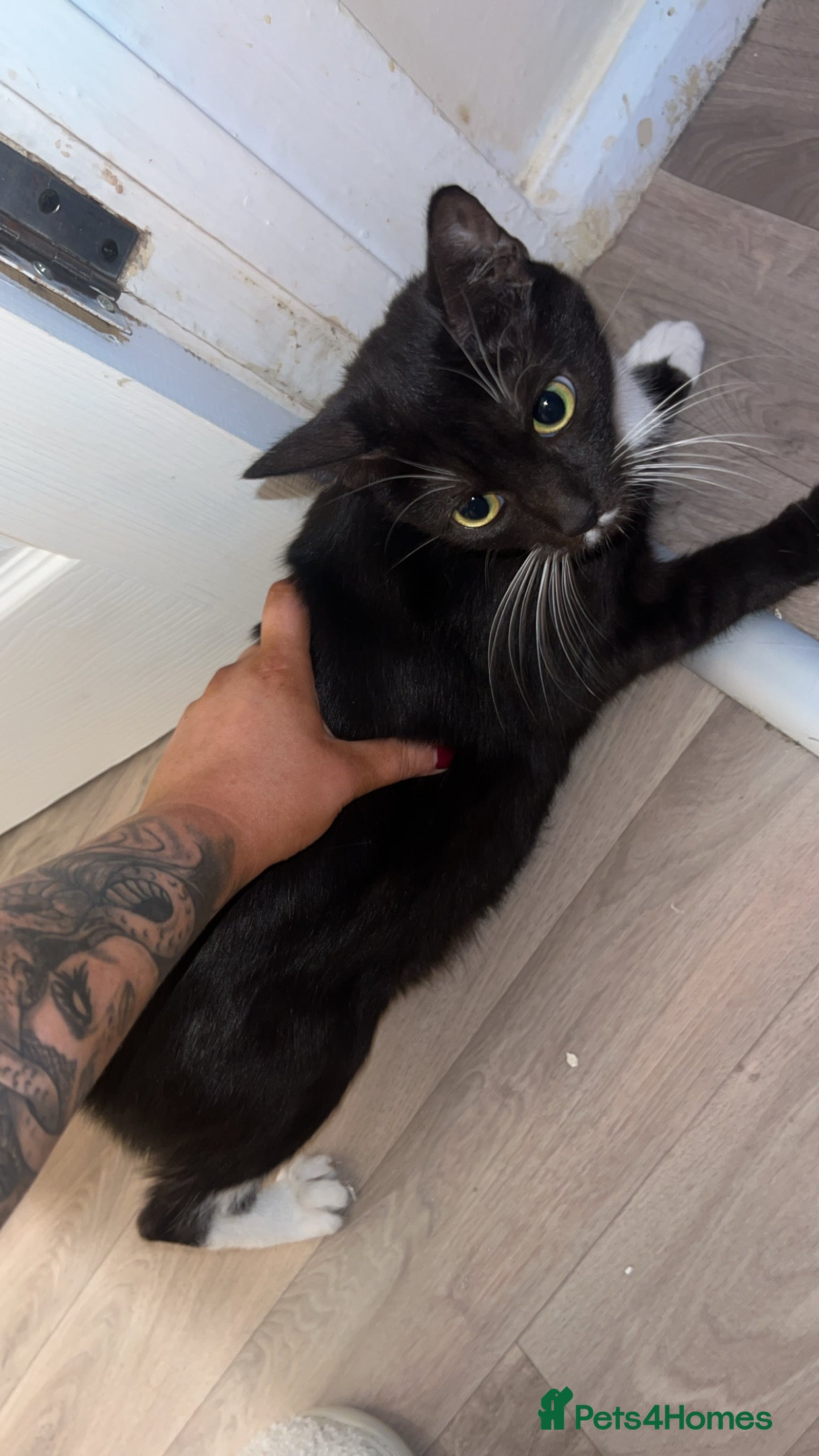 Mixed Breed cats 6 beautiful kittens  - Advert 5