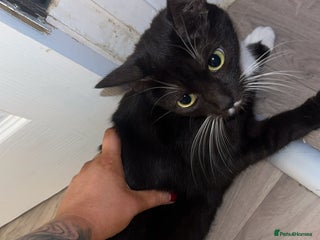 Mixed Breed cats 6 beautiful kittens - Advert 10