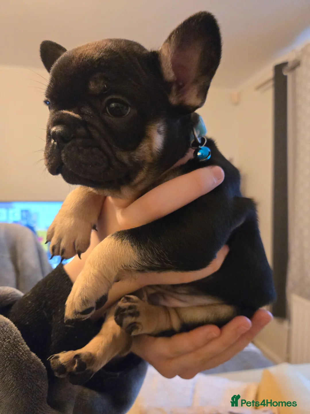 French Bulldog dogs for sale: French bulldog puppies.  - Advert 15