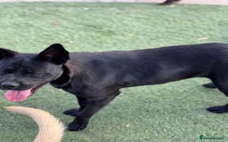 Mixed Breed dogs for adoption: Loving Beatrix looking For LOVE - Image 19