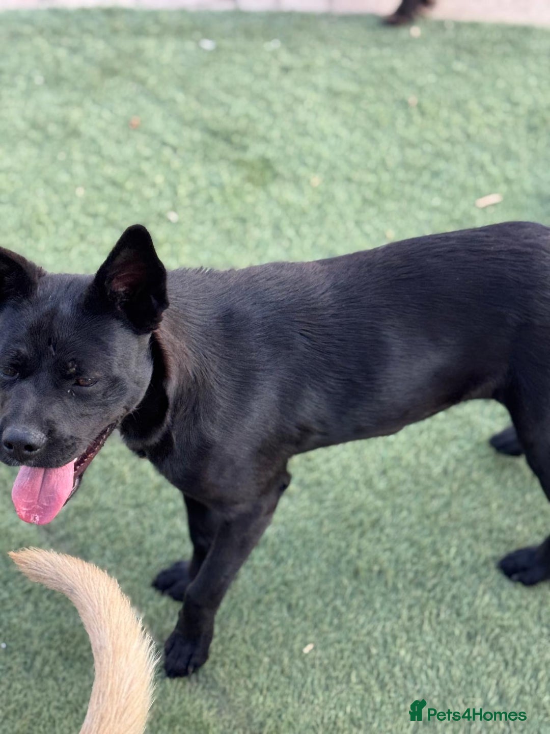 Mixed Breed dogs for adoption: Loving Beatrix looking For LOVE - Image 19