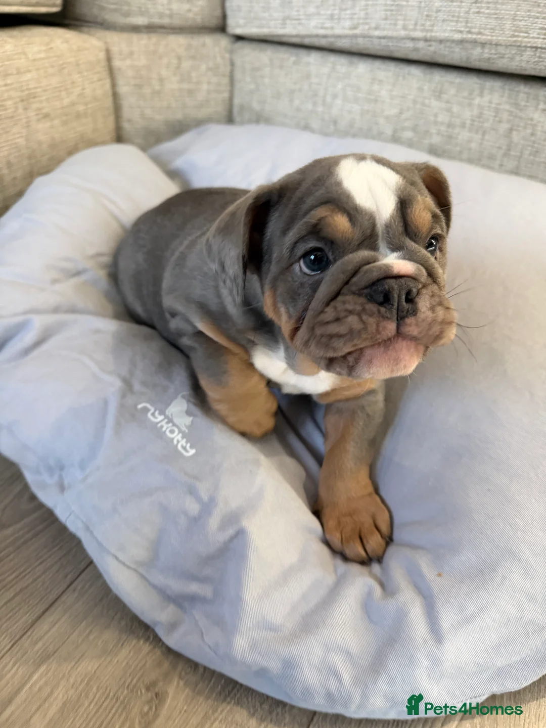 English Bulldog dogs for sale: KC registered English bulldog puppies  - Advert 7