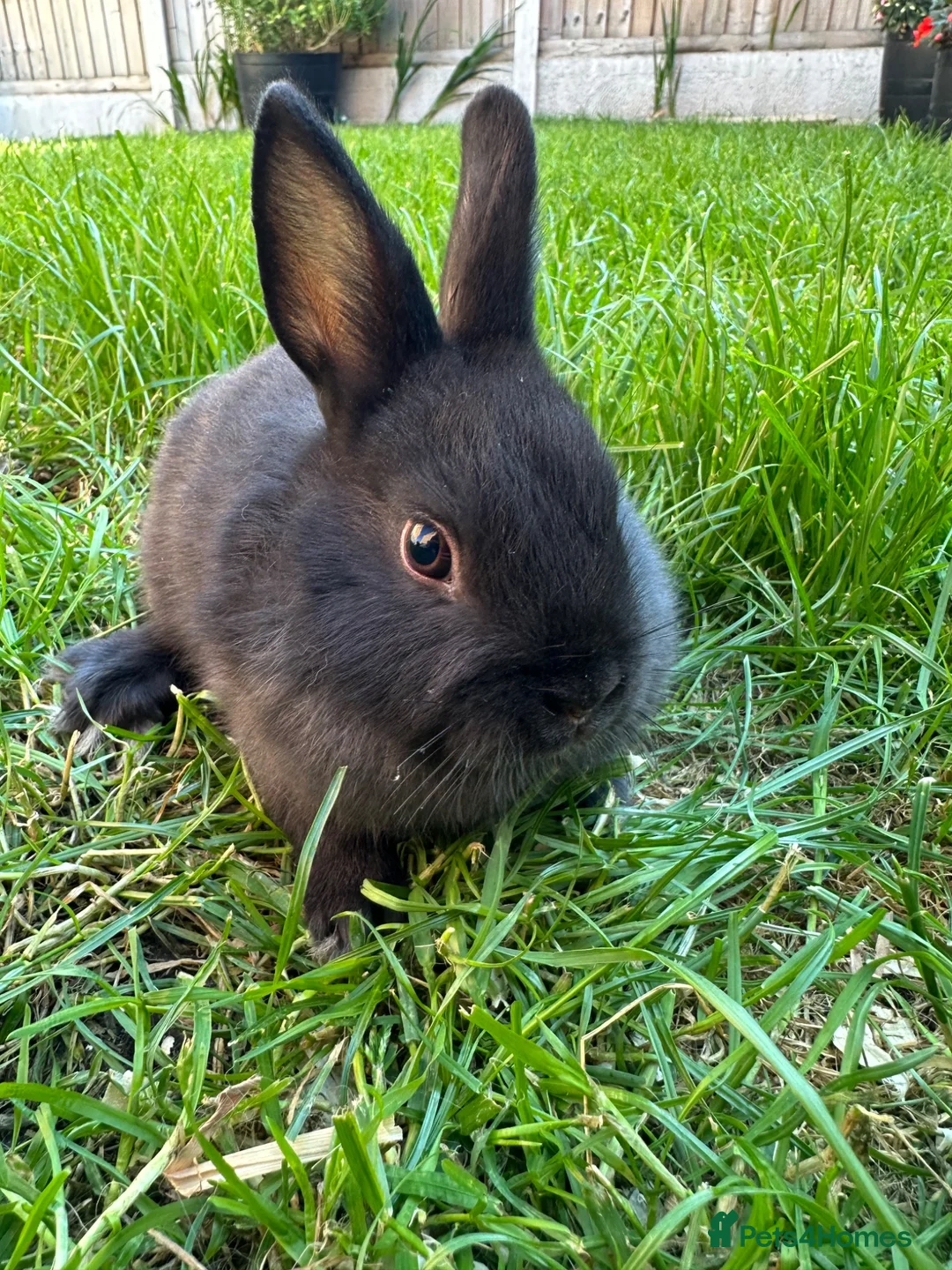 Netherland Dwarf rabbits for sale: Netherland Dwarf Rabbits For Sale  - Advert 25