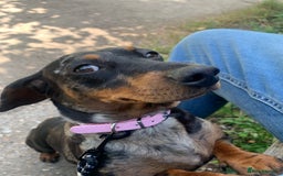 Chiweenie dogs for sale: 6 golden brown/whitecheweenies available  - Image 3