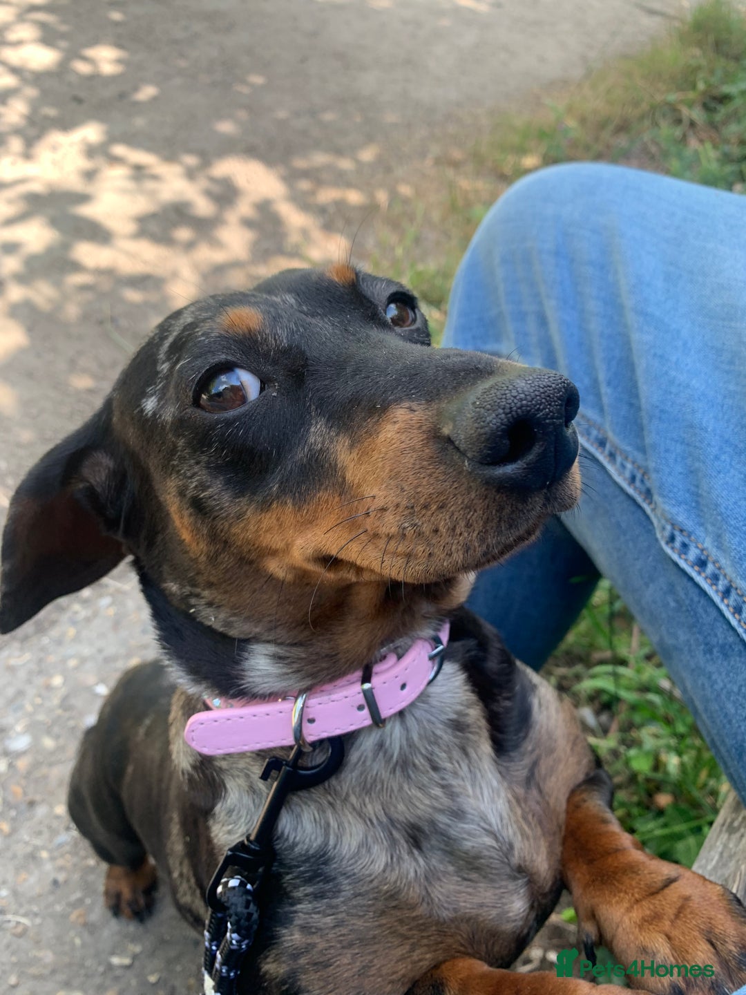 Chiweenie dogs for sale: 6 golden brown/whitecheweenies available  - Image 3