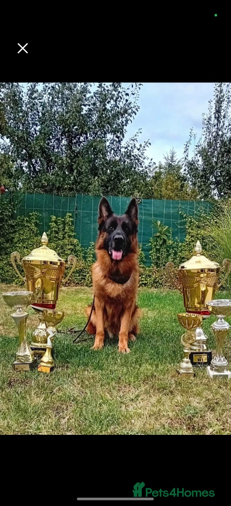 German Shepherd dogs Yoko von Empiere– AVAILABLE FOR STUD - Advert 1