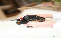 Miniature Dachshund dogs for sale: Miniature dachshund puppies, family bred - Image 10