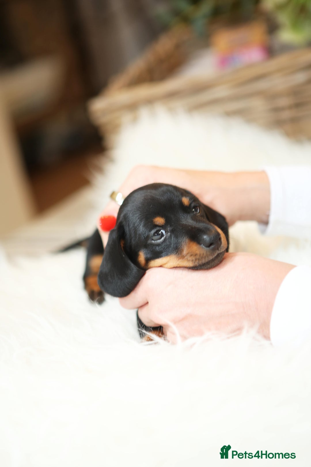 Miniature Dachshund dogs for sale: Miniature dachshund puppies, family bred - Image 10