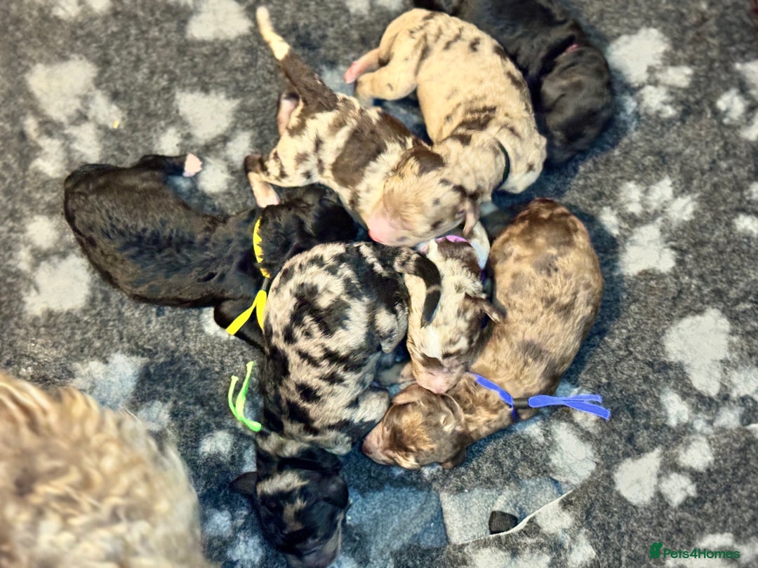 Mixed Breed dogs for sale: Goldendoodle/Australian double doodles  - Image 3