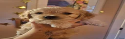Mixed Breed dogs for sale: 3 Beautiful Maltipoo Puppies  in Grange-over-Sands - Advert 6