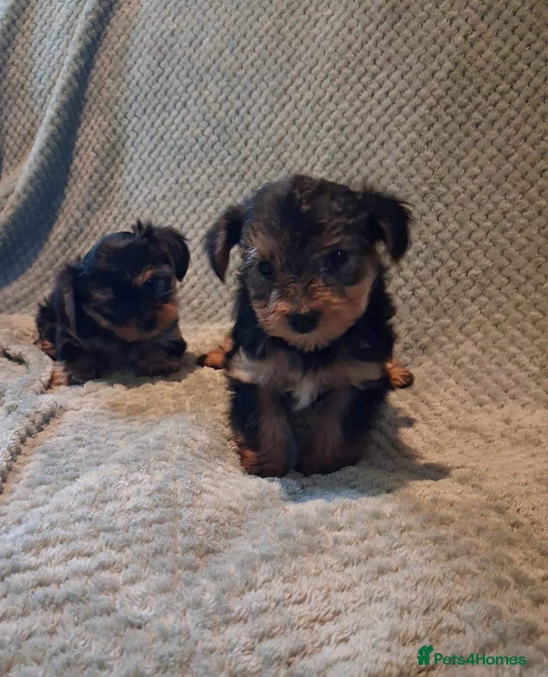 Yorkshire Terrier dogs for sale: Yorkshire terrier puppies  in Coventry - Advert 7