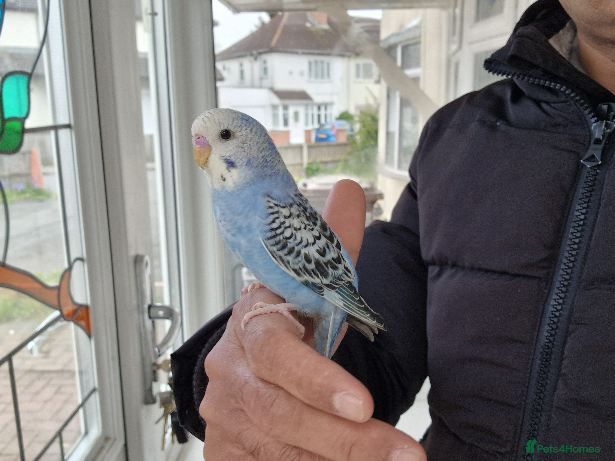Budgerigars birds Super silly hand tamed baby budgies  - Advert 15