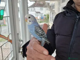 Budgerigars birds Super silly hand tamed baby budgies - Advert 15
