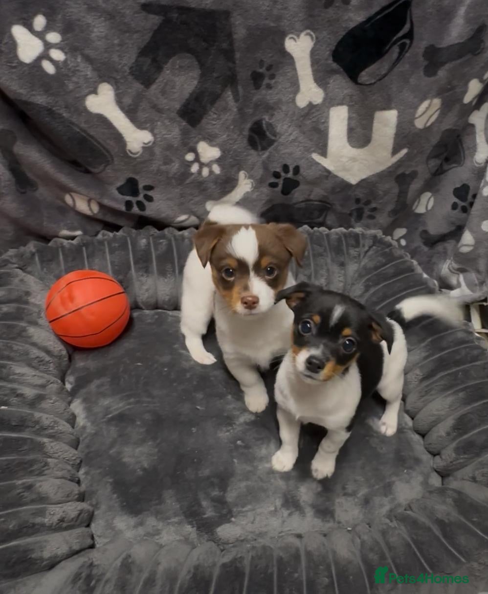 Jack Russell dogs Jack Russell puppies - Advert 18