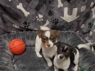 Jack Russell dogs Jack Russell puppies - Advert 4