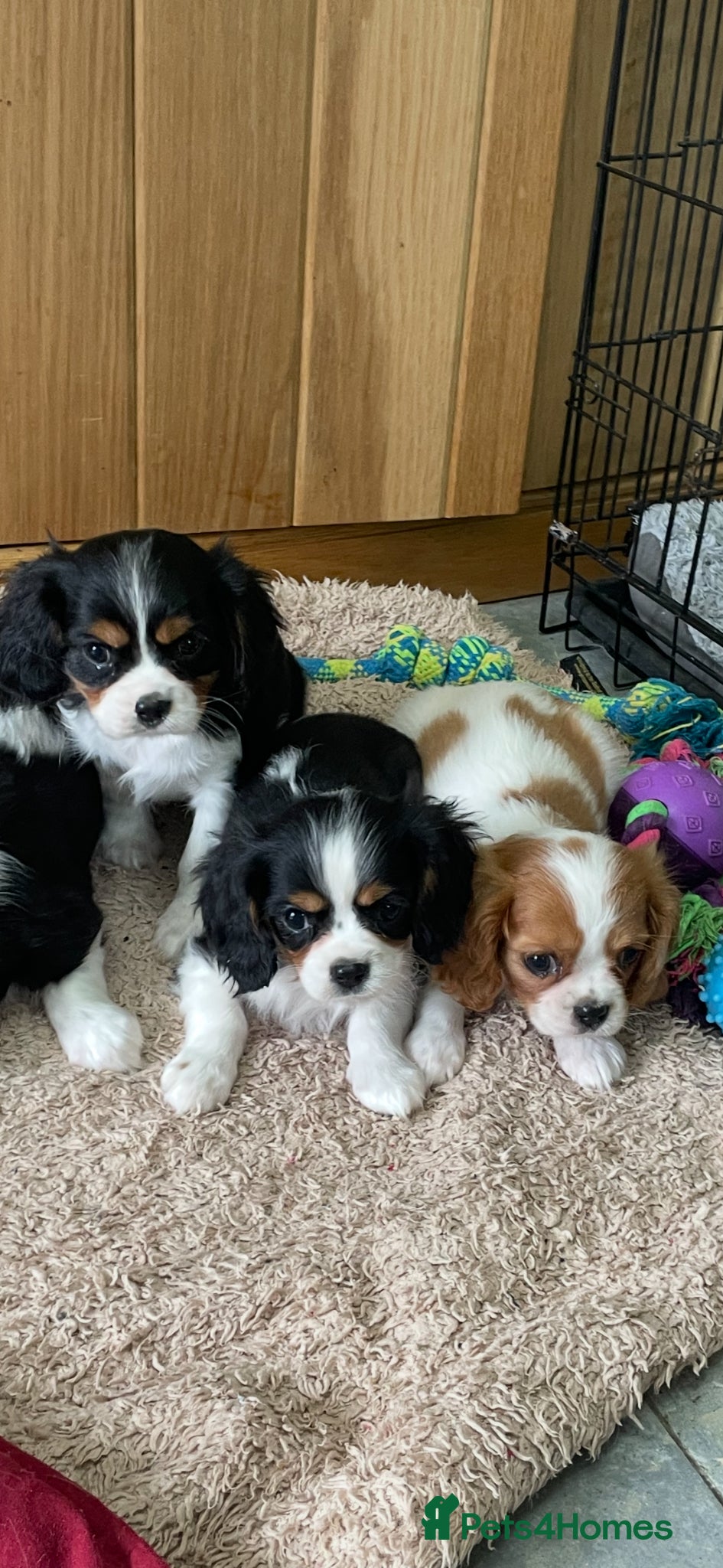 Cavalier King Charles Spaniel dogs K C Reg Cavalier King Charles  - Advert 5