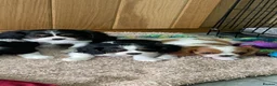Cavalier King Charles Spaniel dogs for sale: K C Reg Cavalier King Charles  - Advert 1