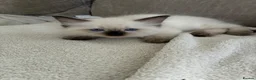 Ragdoll cats for sale: Pure Ragdoll Kittens *Ready Now* - Advert 7
