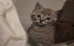 Ragdoll cats for sale: Sealpoint x kittens - Image 3