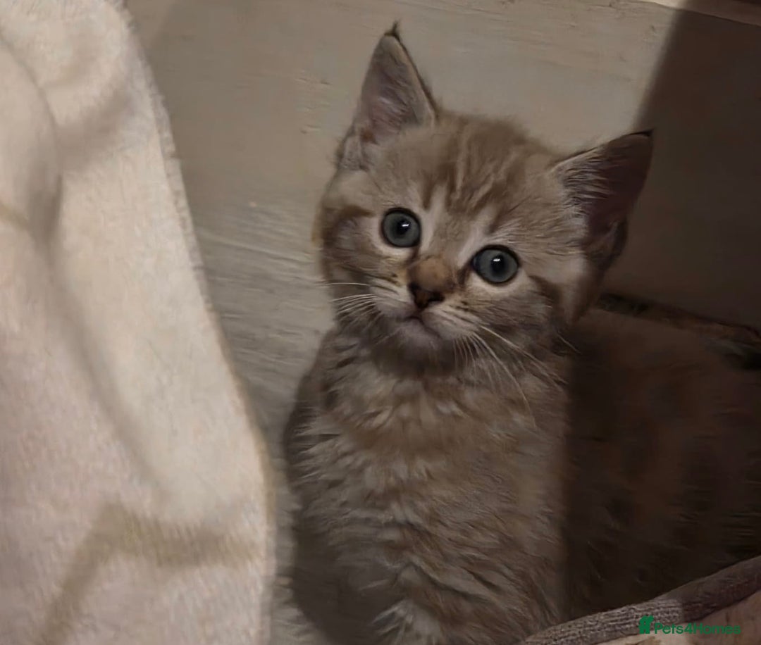 Ragdoll cats for sale: Sealpoint x kittens - Image 3