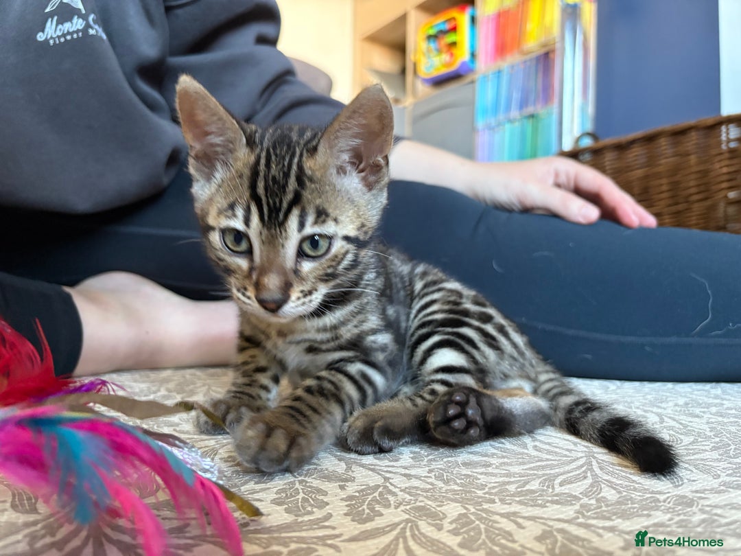 Bengal cats for sale: Pedigree TICA Bengal Brown Rosetted Male Kitten - Image 13