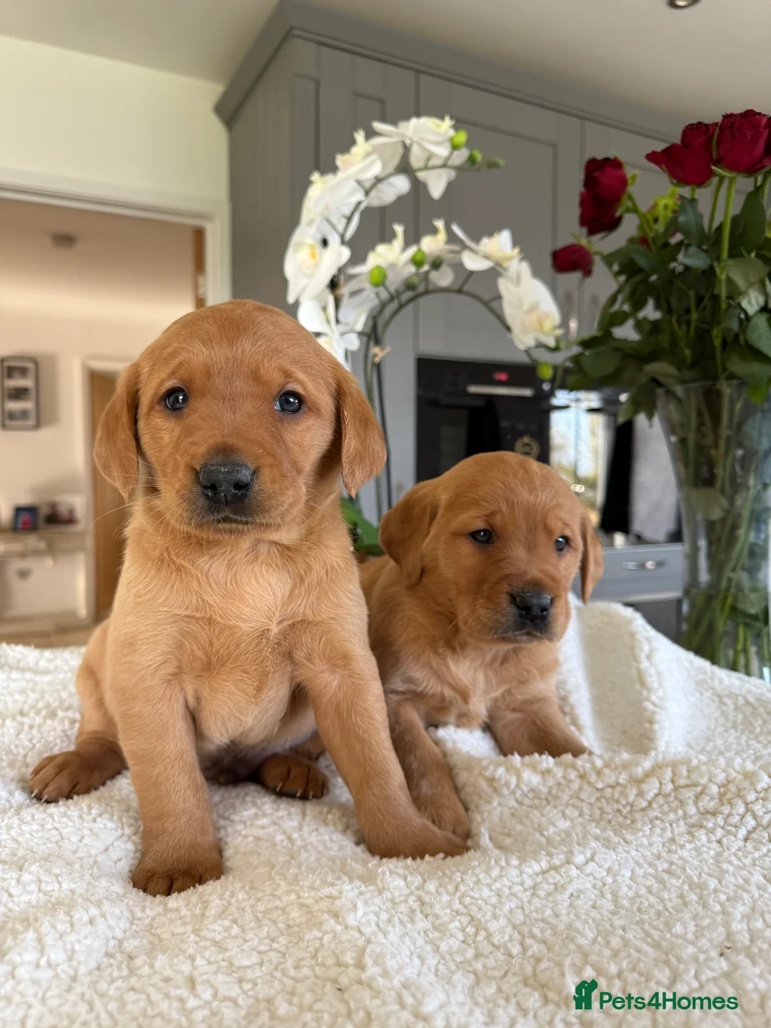 Goldador dogs for sale: Beautiful Dark red chunky goldadors  - Advert 4
