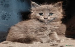 Maine Coon cats for sale: Stunnig Maine coon kittens  - Image 7