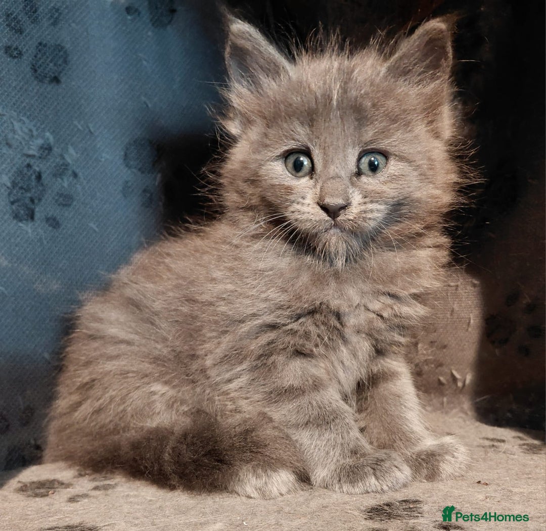 Maine Coon cats for sale: Stunnig Maine coon kittens  - Image 7