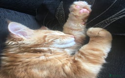 Maine Coon cats for sale: Together or separate  - Image 5