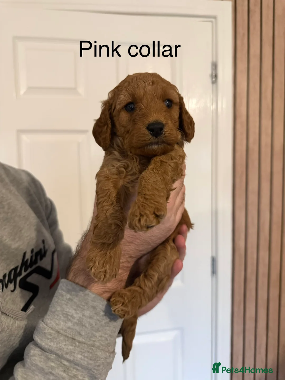 Labradoodle dogs for sale: Exceptional F1BB Labradoodle Puppies - Home Raised - Advert 13