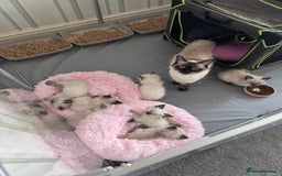Ragdoll cats for sale: Loving Ragdoll Kittens  - Image 1
