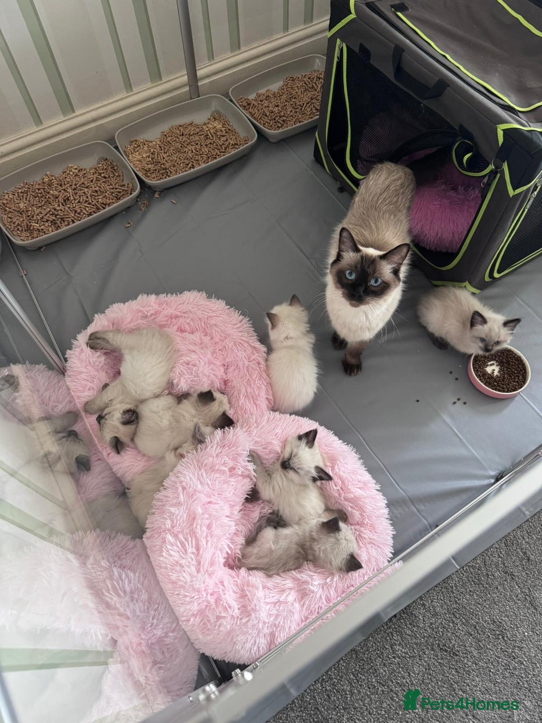 Ragdoll cats for sale: Loving Ragdoll Kittens  - Image 1