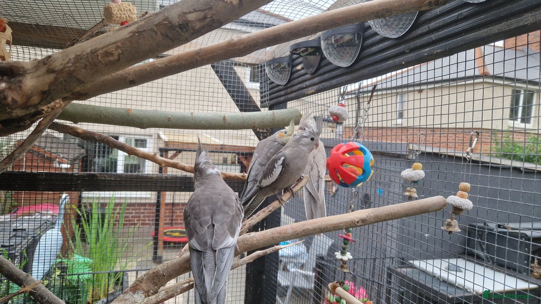 Cockatiels birds for sale: 2x baby cockatiels for sale £100 each - Image 4