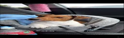 Jack Russell dogs for sale: 7 months old male Jack Russell,prince - Advert 3