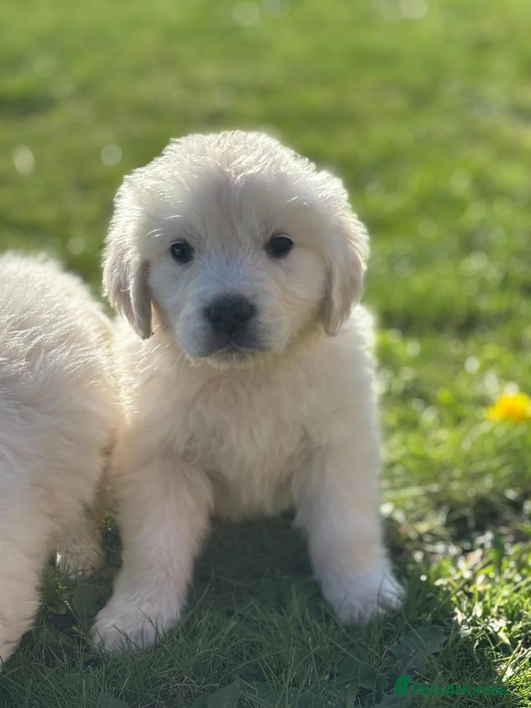 Golden Retriever dogs for sale: Champion pedigree male puppy available now  - Advert 1