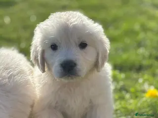 Golden Retriever dogs Stunning white golden retriever puppies - Advert 3
