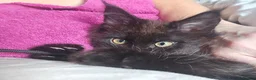 Maine Coon cats for sale: Male Black Maine Coon Kitten - Advert 8