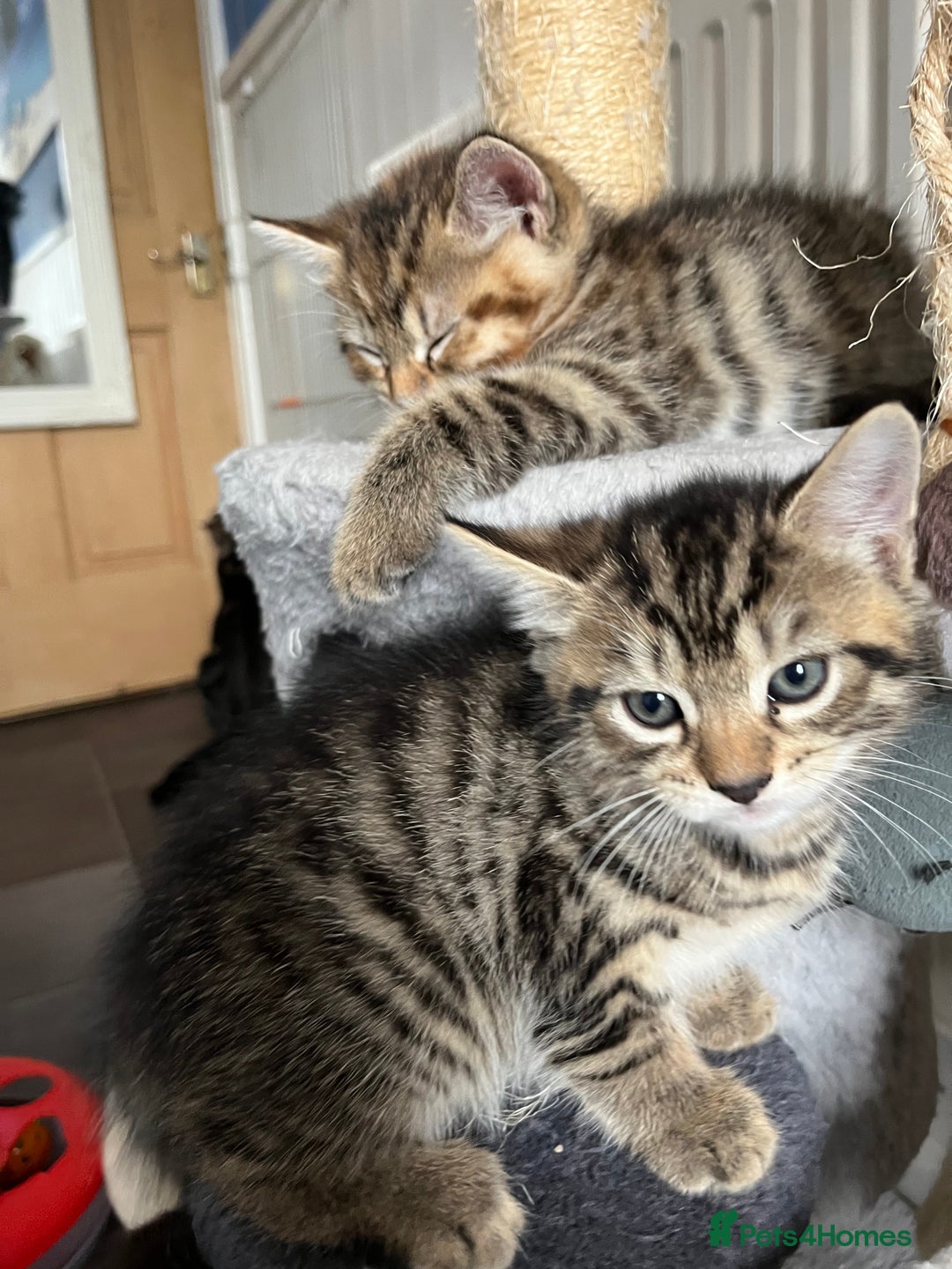 Bengal cats for sale: Bengal mix - Image 9