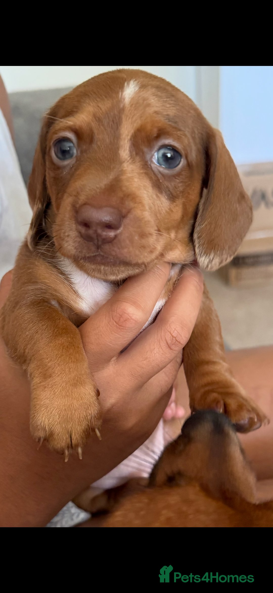 Miniature Dachshund dogs for sale: 5 miniature dachshund puppies  - Image 34