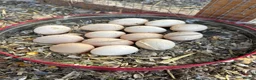 Chickens poultry for sale: Male serama chicken roosters & hatching eggs - Advert 3