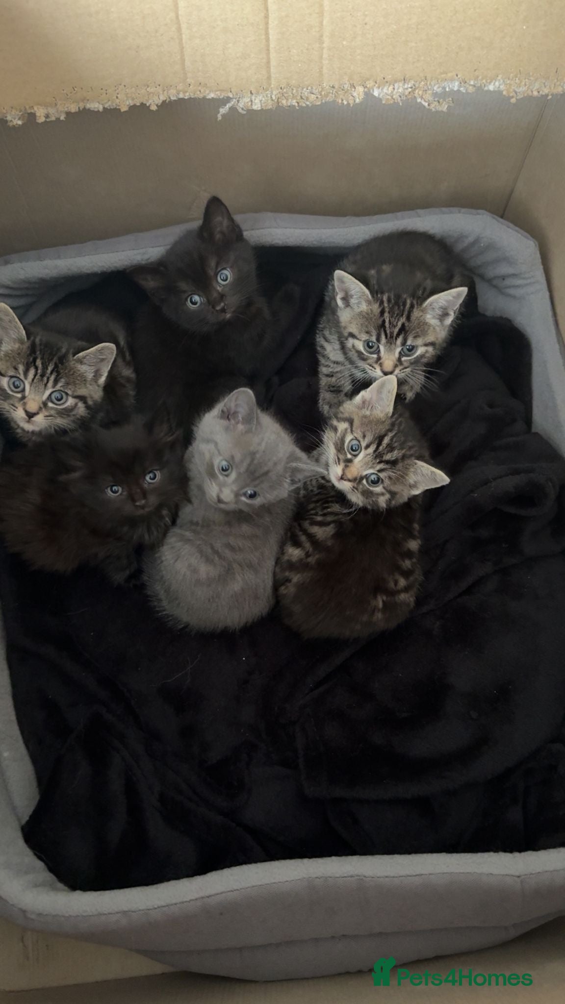 Mixed Breed cats 1/2 British blue kittens - Advert 1